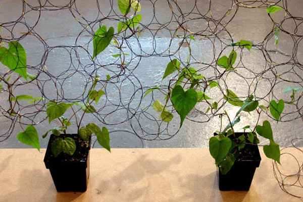 Необычная эстетика выращивания комнатных растений